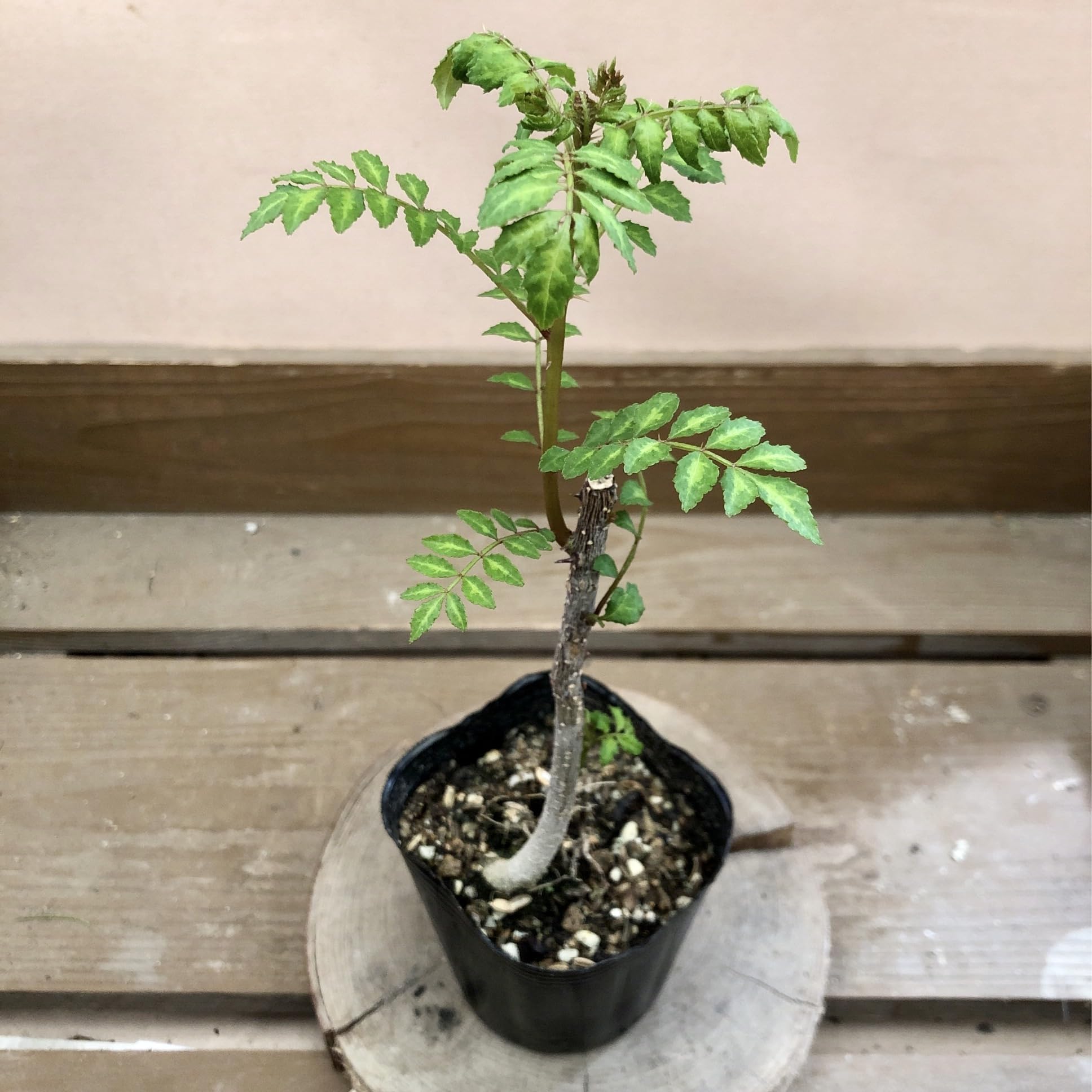 無農薬 葉山椒 特大株 Amazon.co.jp: 苗 葉サンショウ（葉山椒） : DIY・工具・ガーデン